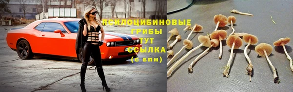 стаф Алзамай
